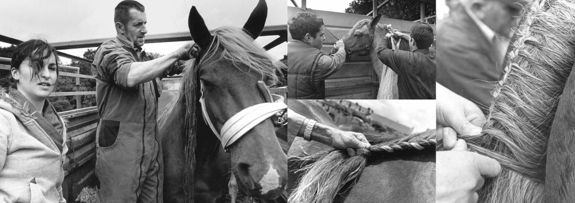 Beau livre : Le Cheval breton