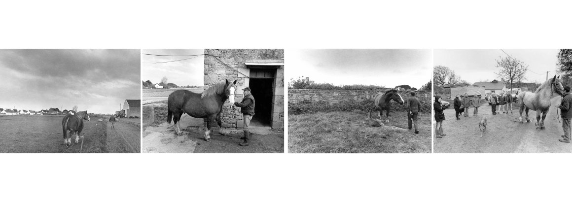 Beau livre : Le Cheval breton